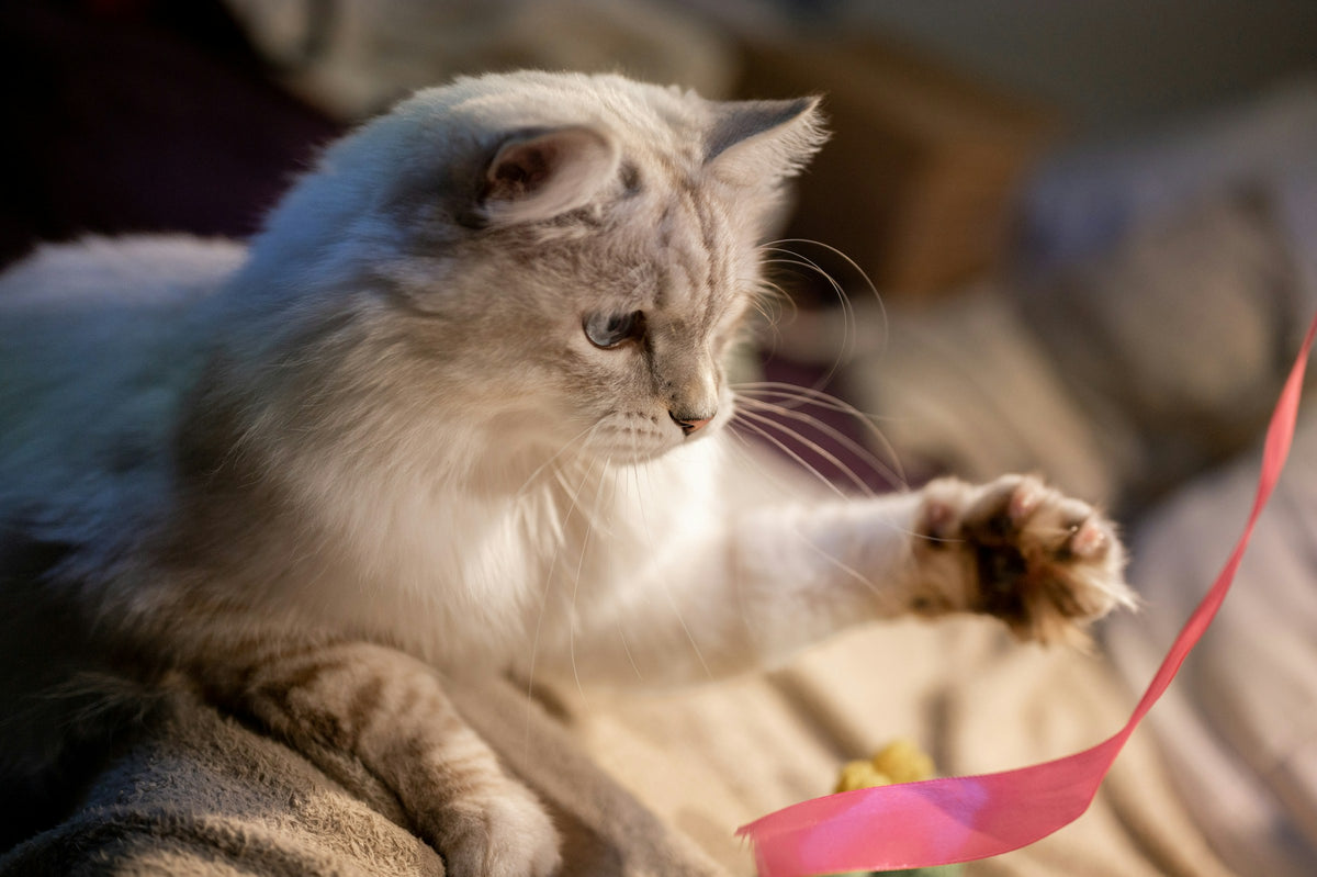 Chat blanc qui attrape un ruban