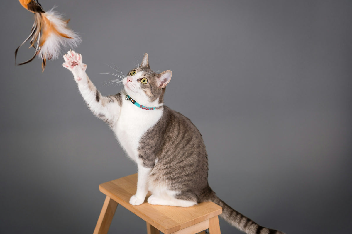 Chat qui saute pour attraper une plume