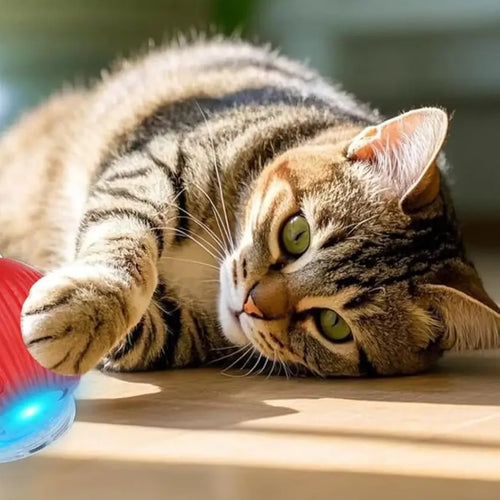 Chat tigré qui joue avec la balle automatique