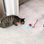 Un chat tigré qui guette la balle