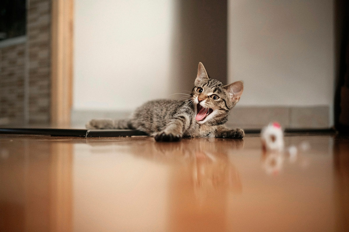 Chaton tigré qui joue sur le parquet d’un appartement