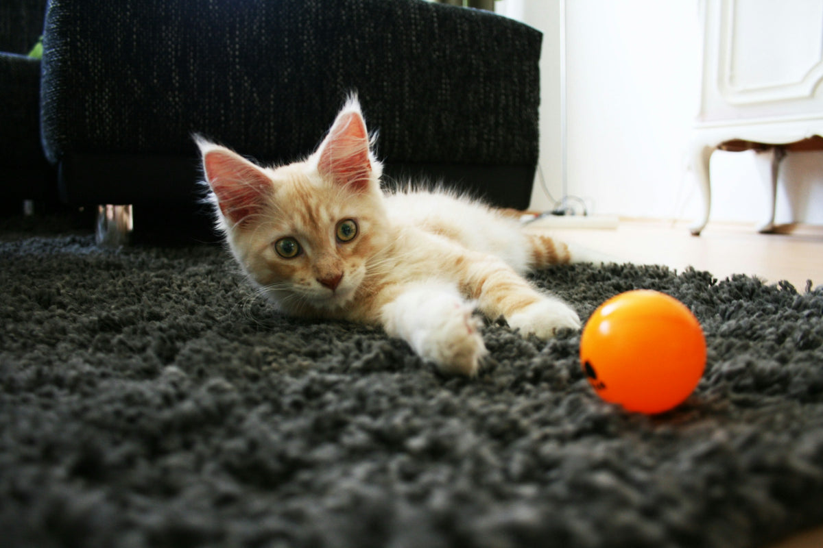 Chaton allongé sur un tapis avec une balle orange