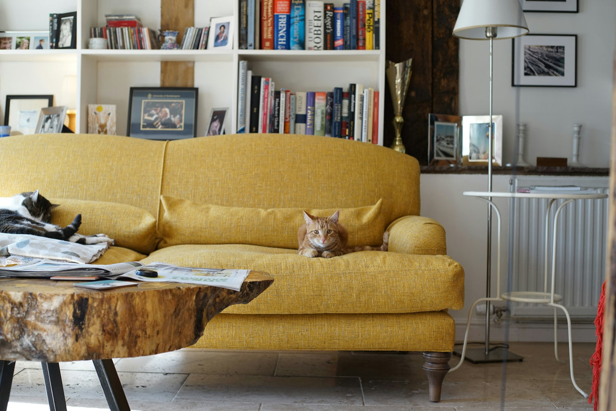 Chat sur un canapé jaune dans un salon