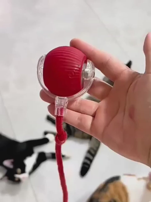 La balle à queue en action avec deux chats